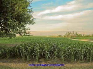 Cornfields