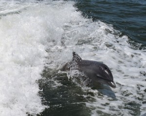 Dolphin