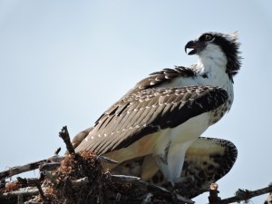 Osprey